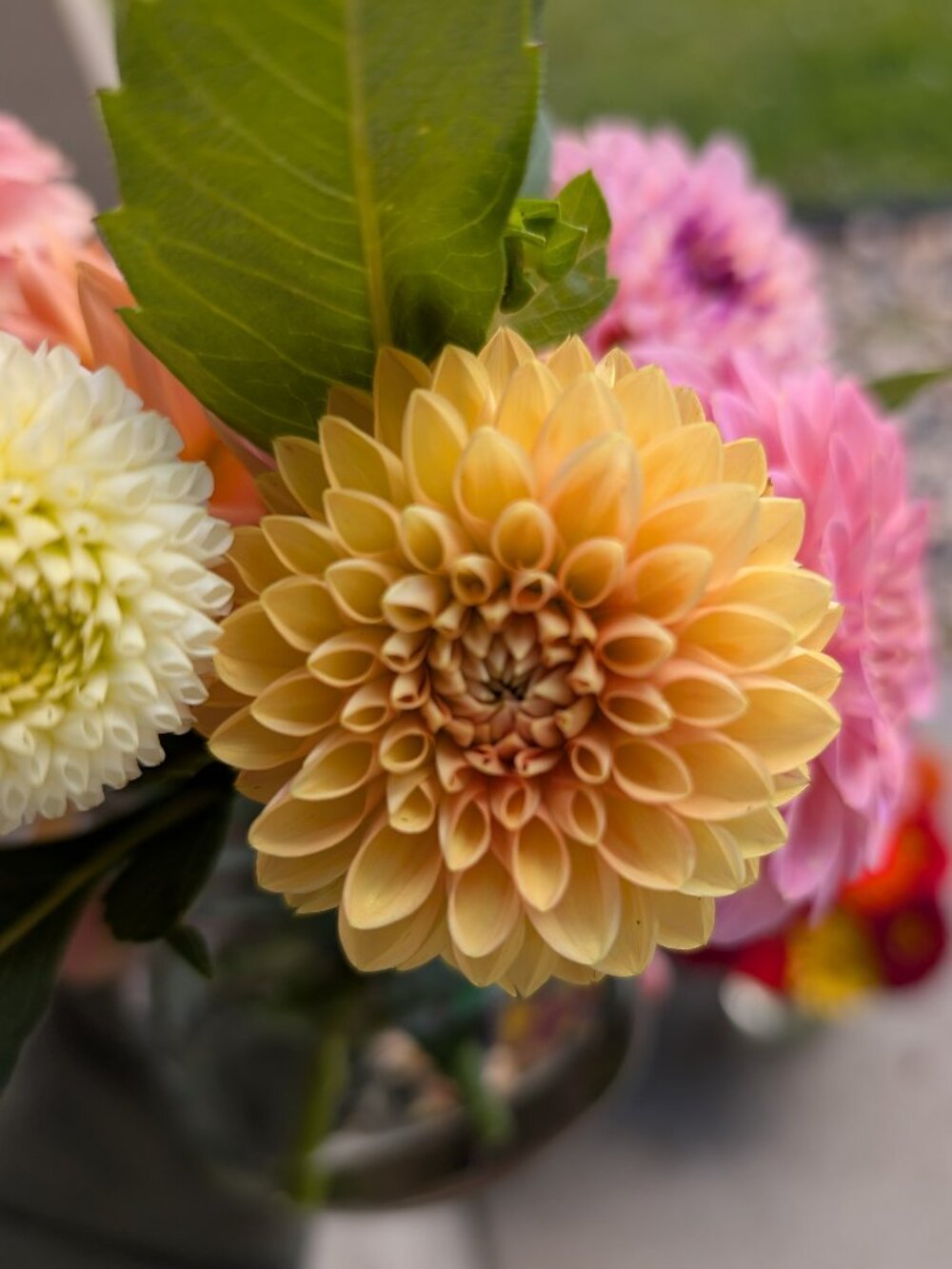 Bundle of 6 Dahlia Tubers - Surprise Mix of 6 Different Labeled Varieties